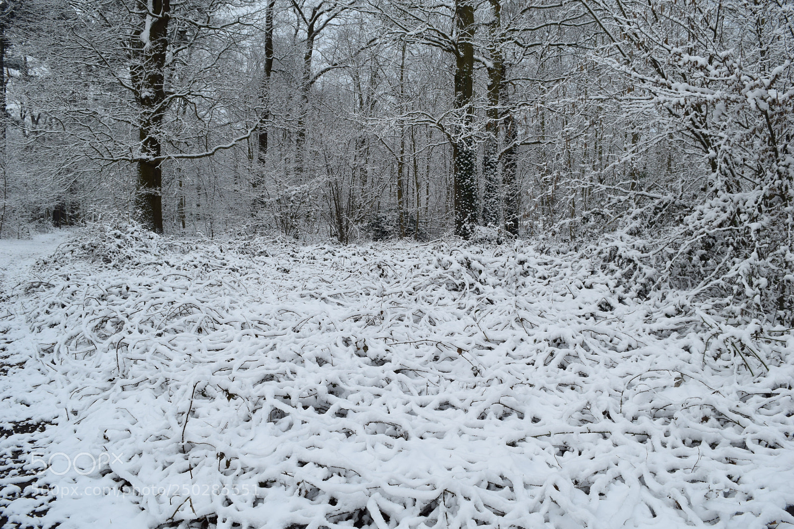 Nikon D3300 sample photo. Natural snow photography