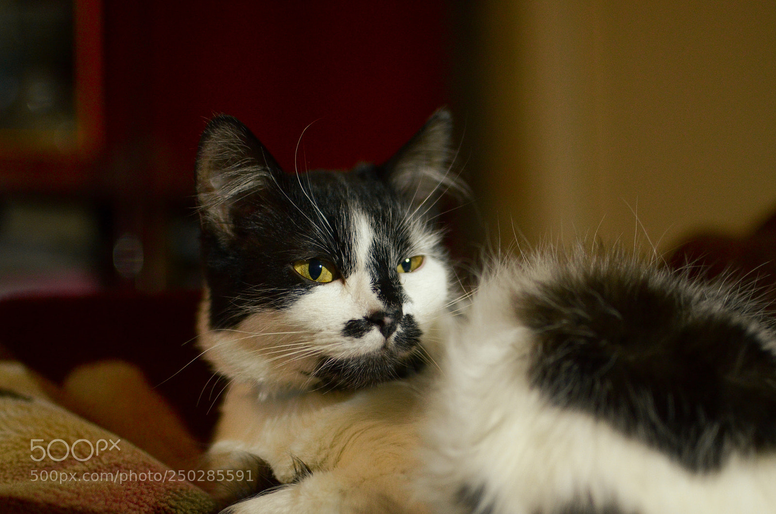 Nikon D7000 sample photo. My cat photography
