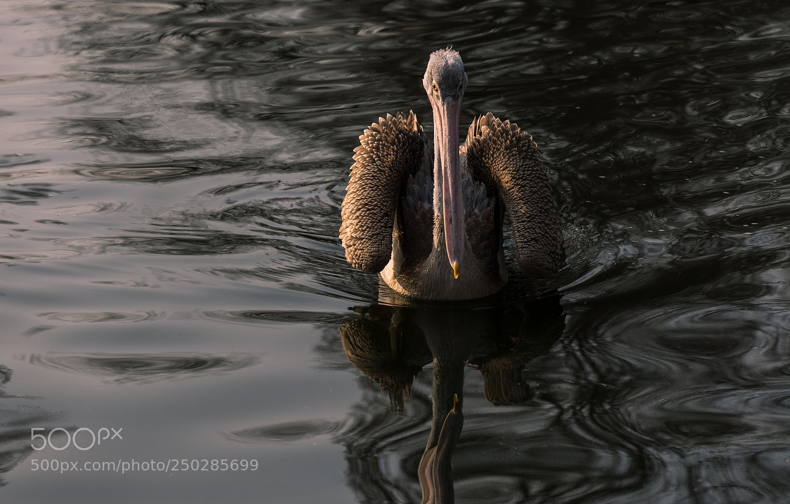 Sony a7 II sample photo. Bird photography
