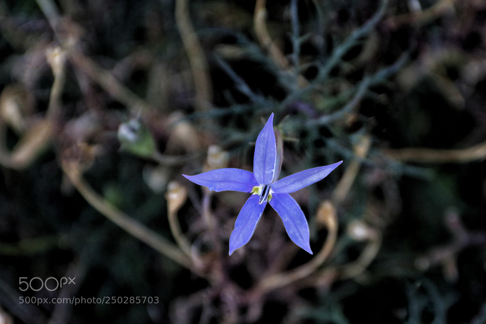 Canon EOS 80D sample photo. Blue fairy orchid photography