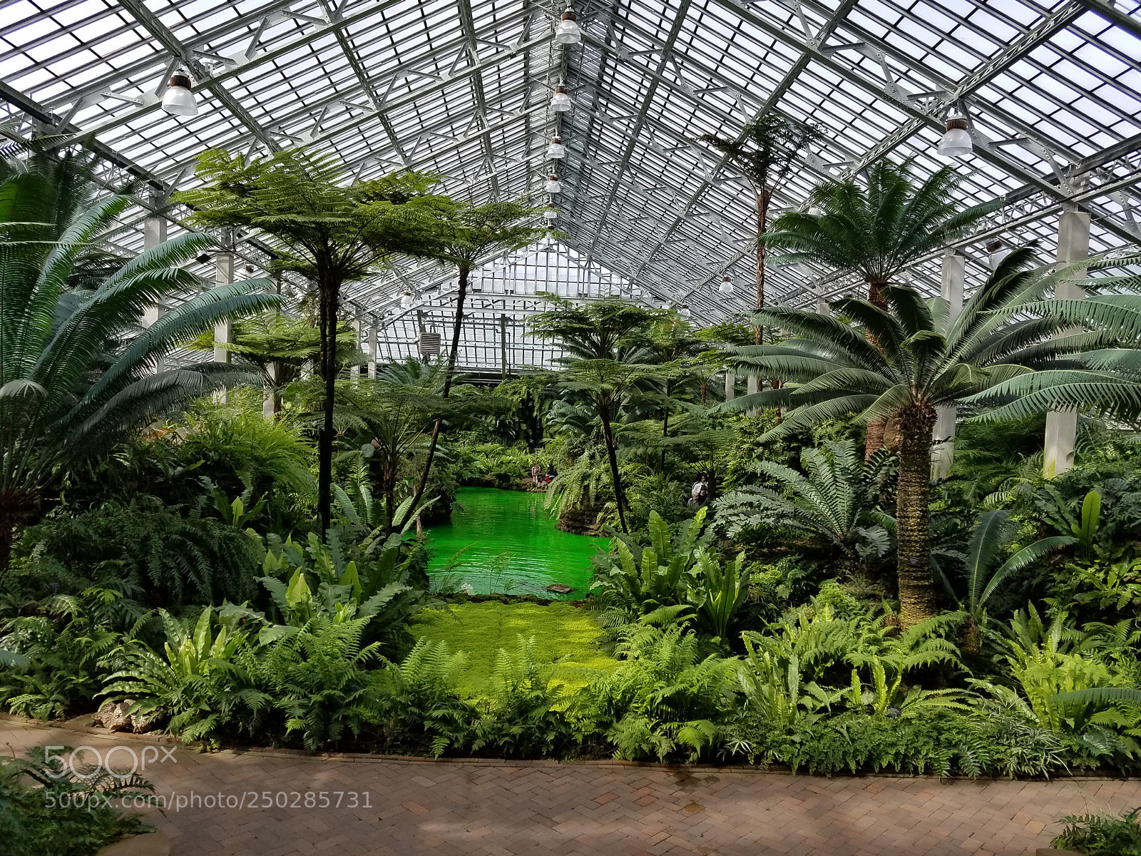Samsung Galaxy S7 sample photo. Ferns and palms photography
