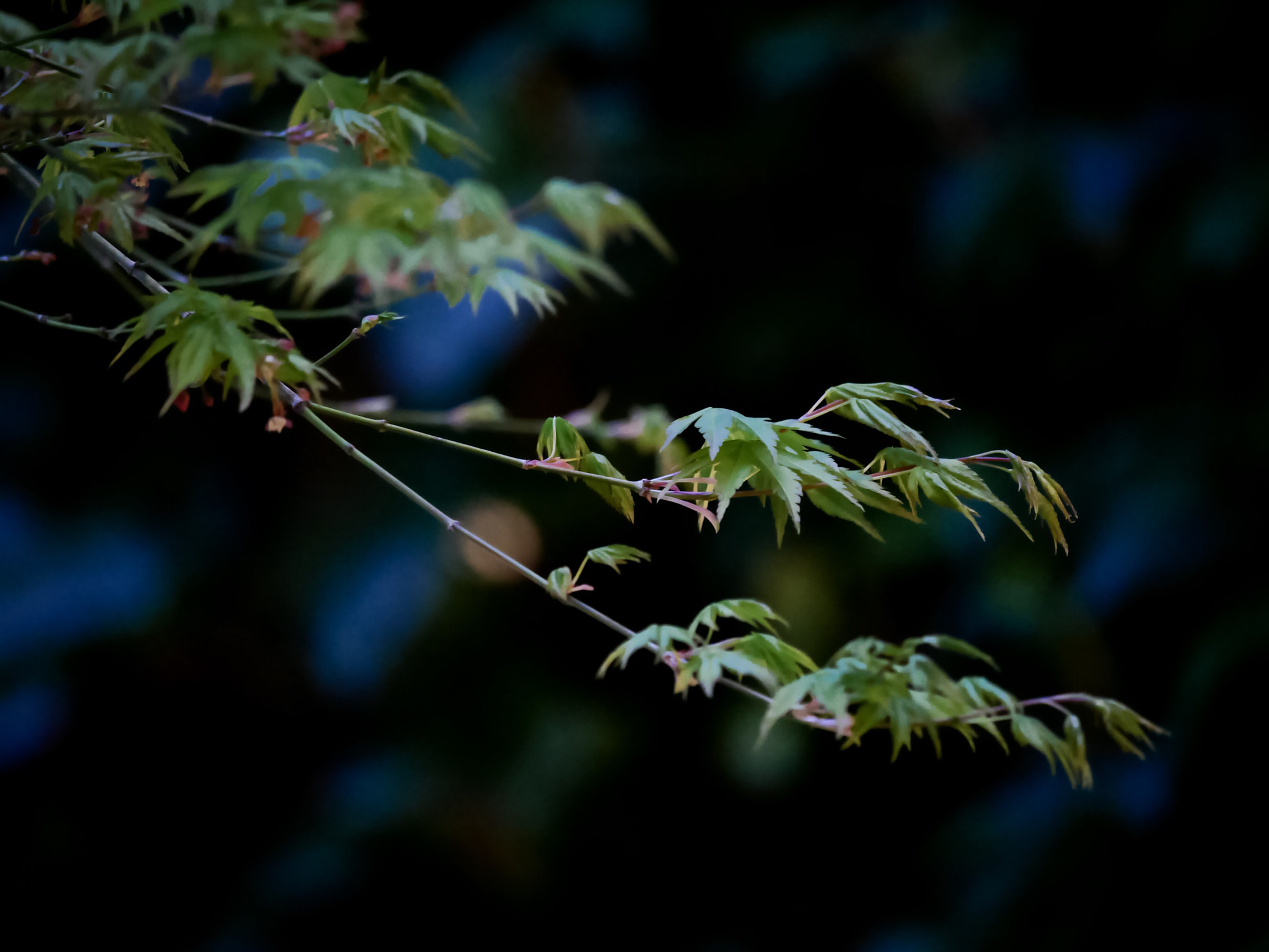Panasonic DMC-G8 sample photo. 瑞々しき photography