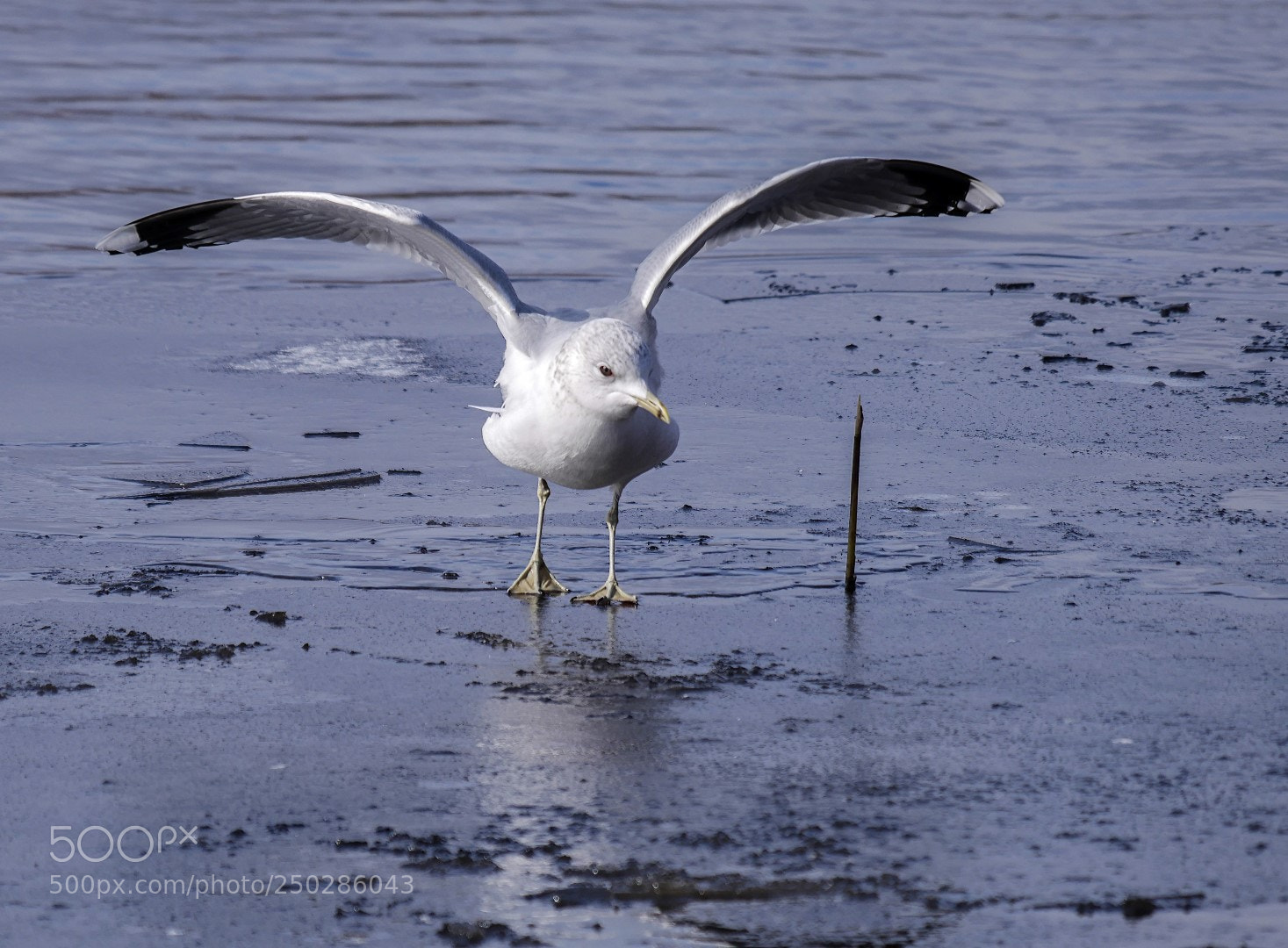 Panasonic Lumix DMC-GX85 (Lumix DMC-GX80 / Lumix DMC-GX7 Mark II) sample photo. Larus canus photography