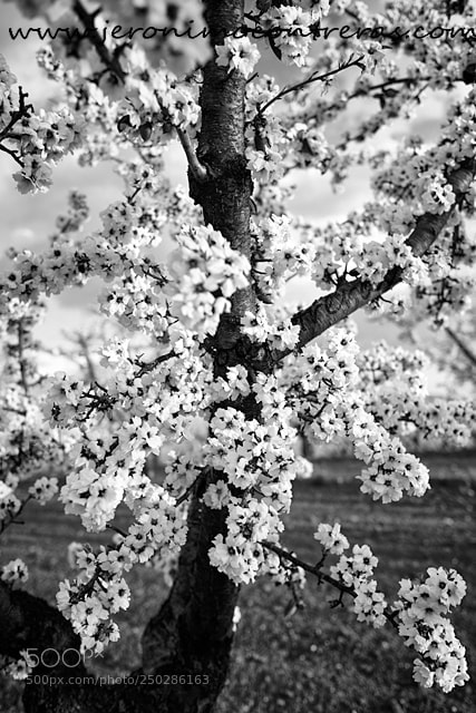 Nikon D750 sample photo. Spring flowering branches photography