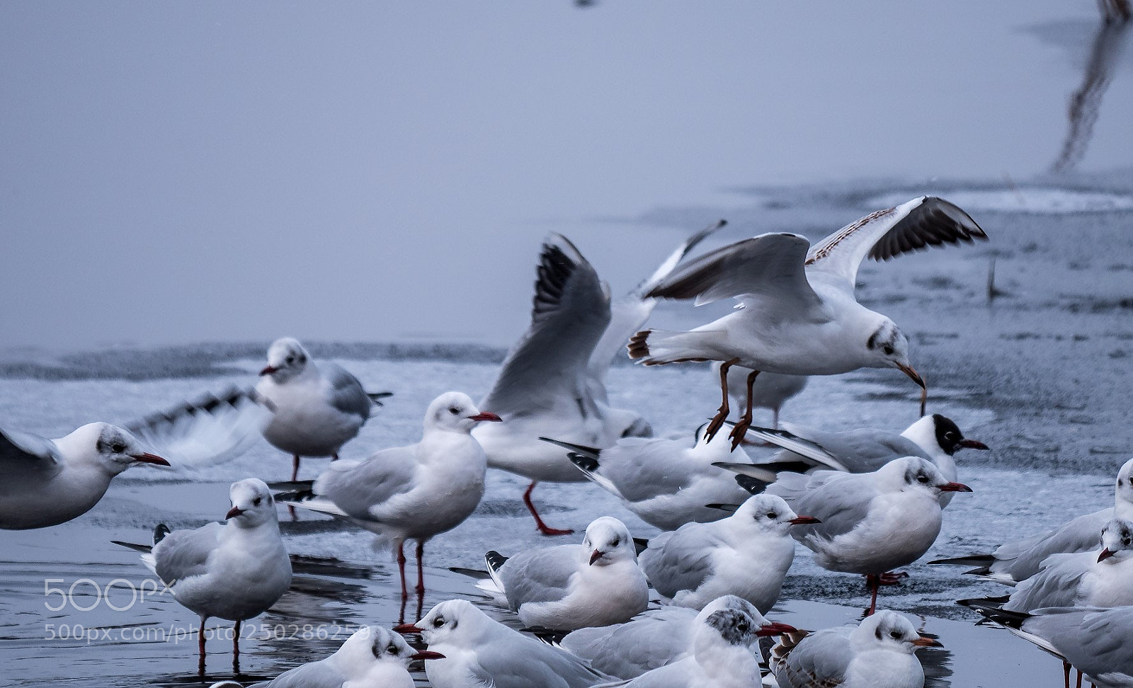 Panasonic Lumix DMC-GX85 (Lumix DMC-GX80 / Lumix DMC-GX7 Mark II) sample photo. Larus ridibundus photography