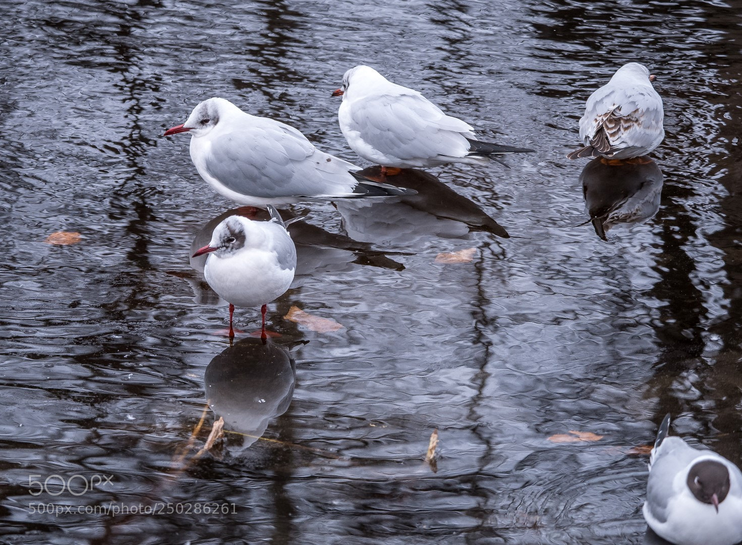 Panasonic Lumix DMC-GX85 (Lumix DMC-GX80 / Lumix DMC-GX7 Mark II) sample photo. Larus ridibundus photography