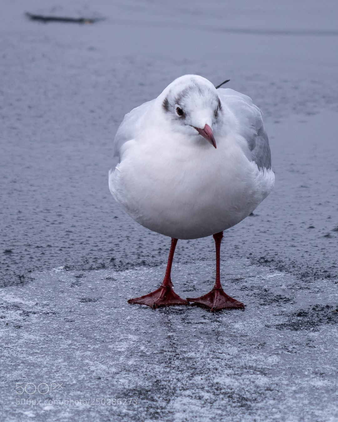 Panasonic Lumix DMC-GX85 (Lumix DMC-GX80 / Lumix DMC-GX7 Mark II) sample photo. Larus ridibundus photography