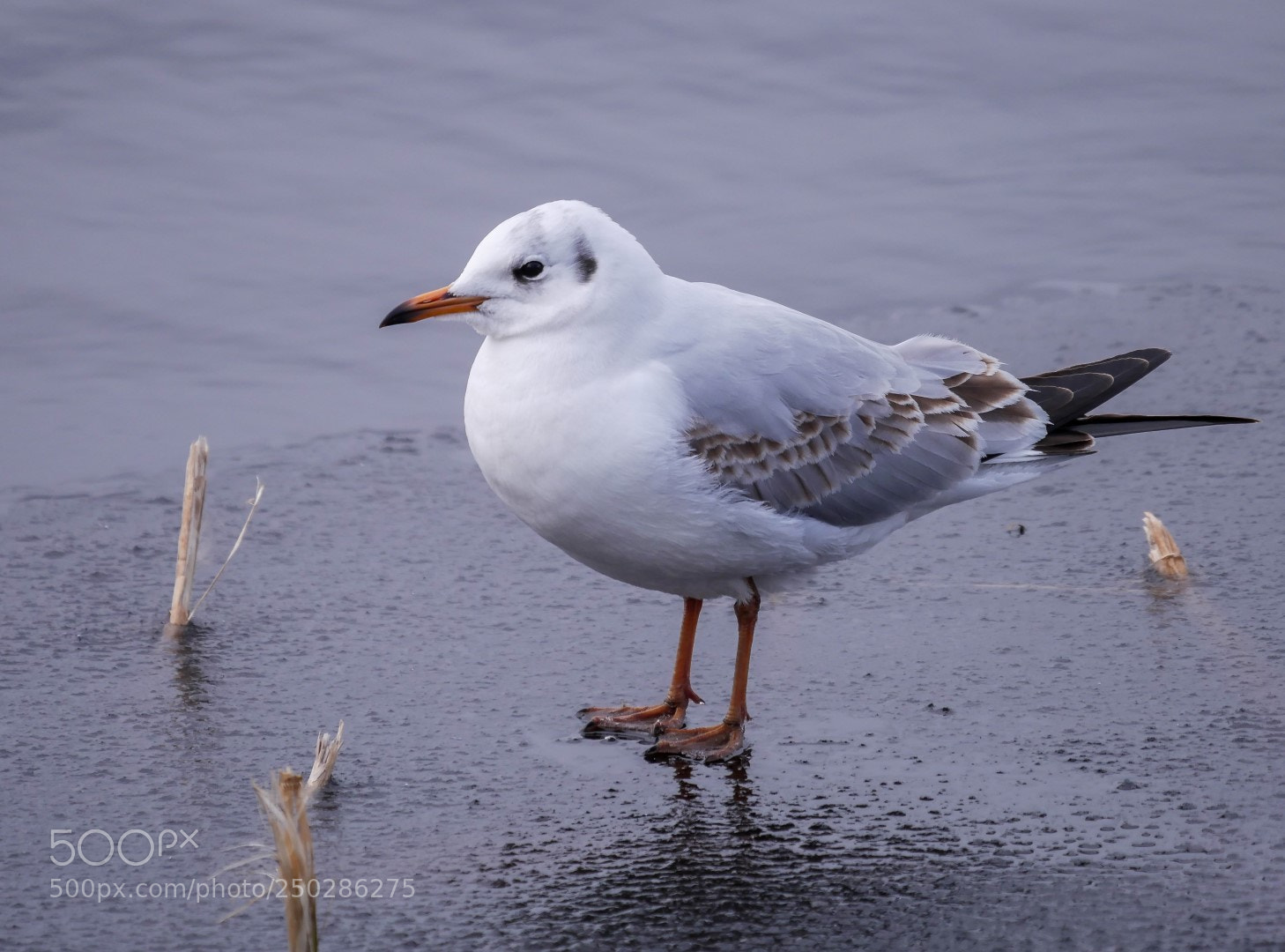 Panasonic Lumix DMC-GX85 (Lumix DMC-GX80 / Lumix DMC-GX7 Mark II) sample photo. Larus ridibundus photography