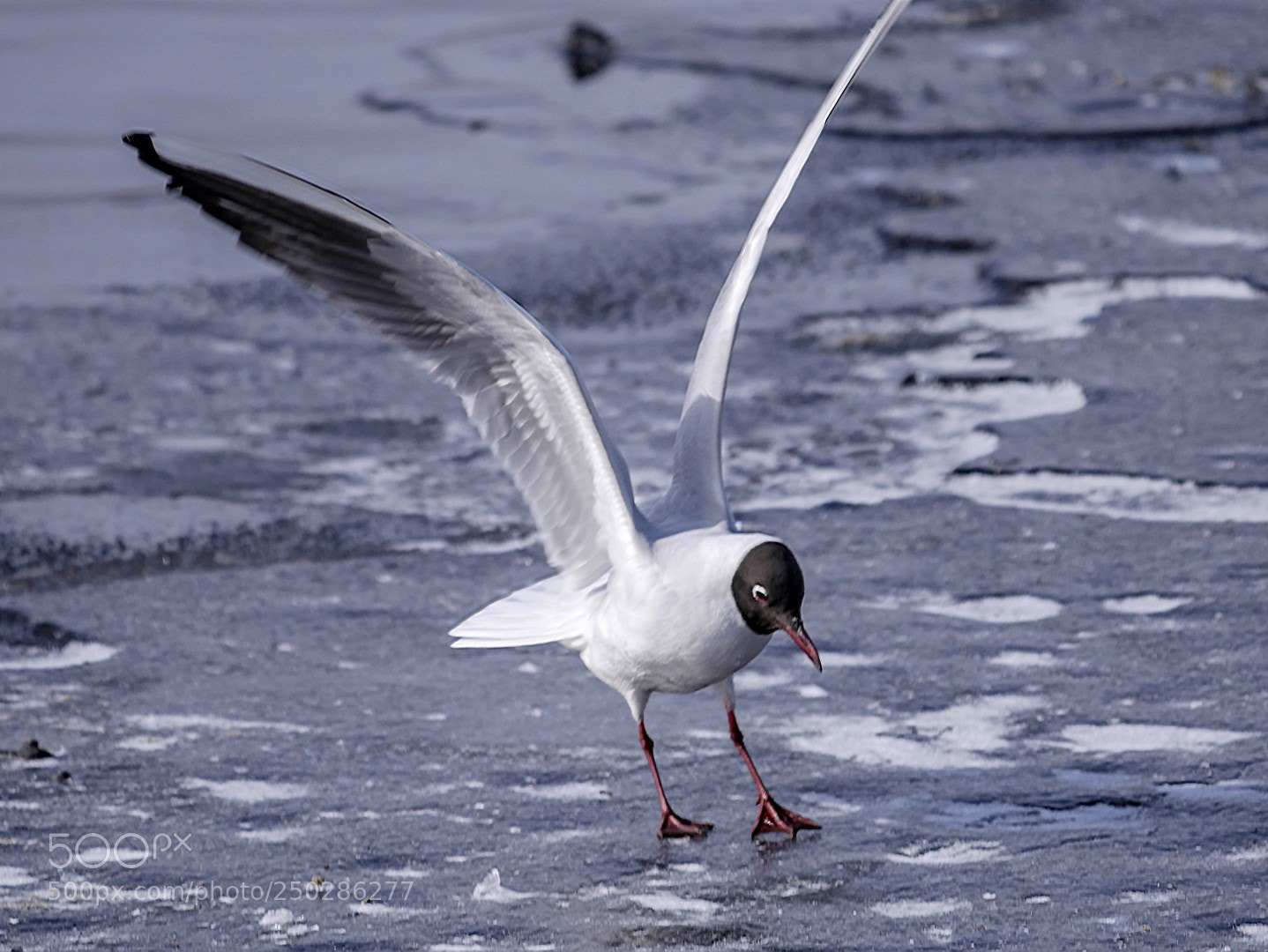 Panasonic Lumix DMC-GX85 (Lumix DMC-GX80 / Lumix DMC-GX7 Mark II) sample photo. Larus ridibundus photography