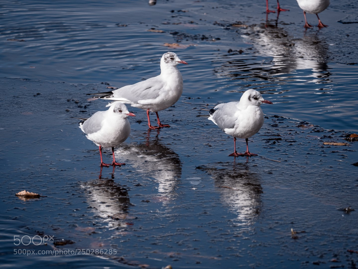 Panasonic Lumix DMC-GX85 (Lumix DMC-GX80 / Lumix DMC-GX7 Mark II) sample photo. Larus ridibundus photography