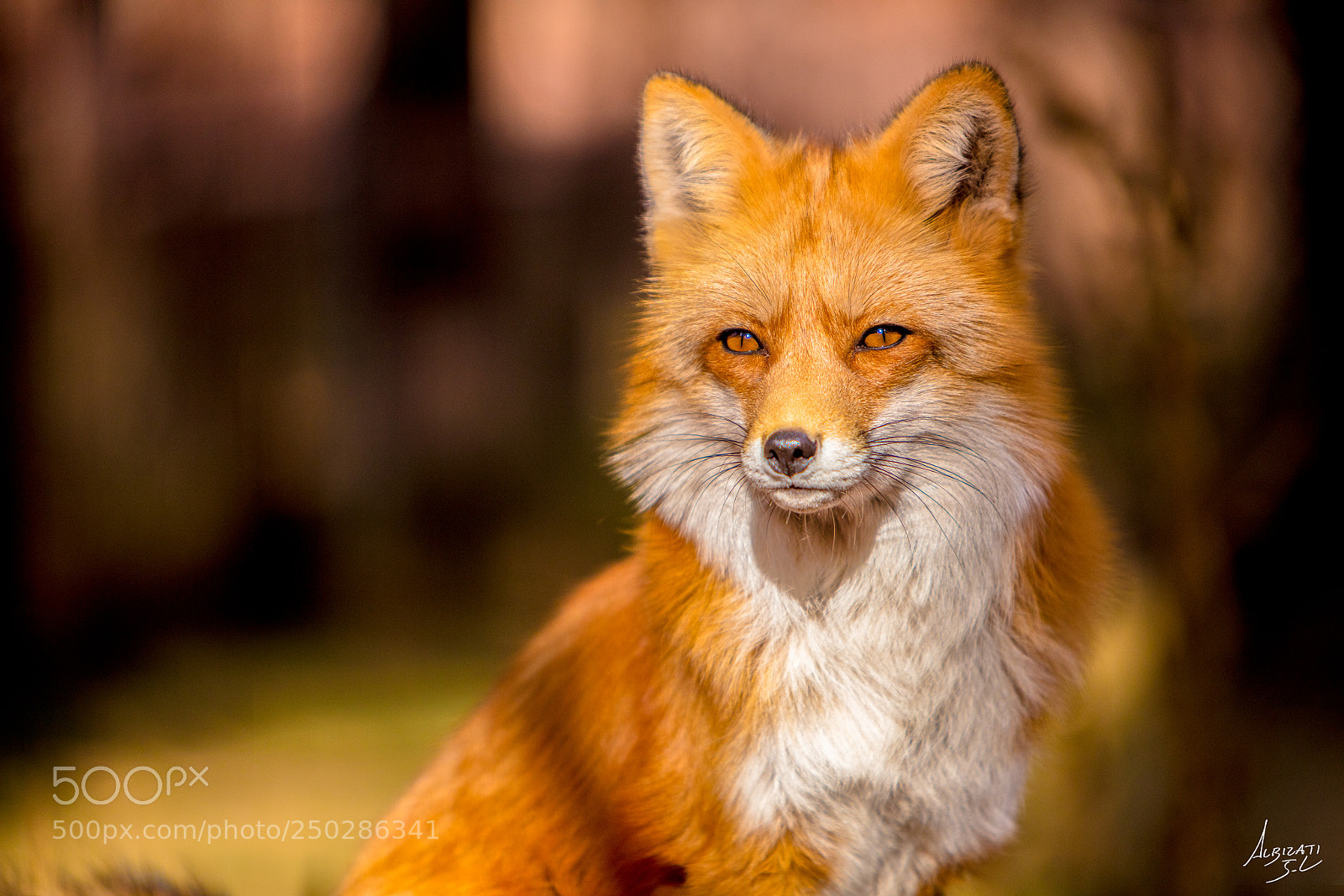 Canon EOS 5DS sample photo. Vigilant fox photography