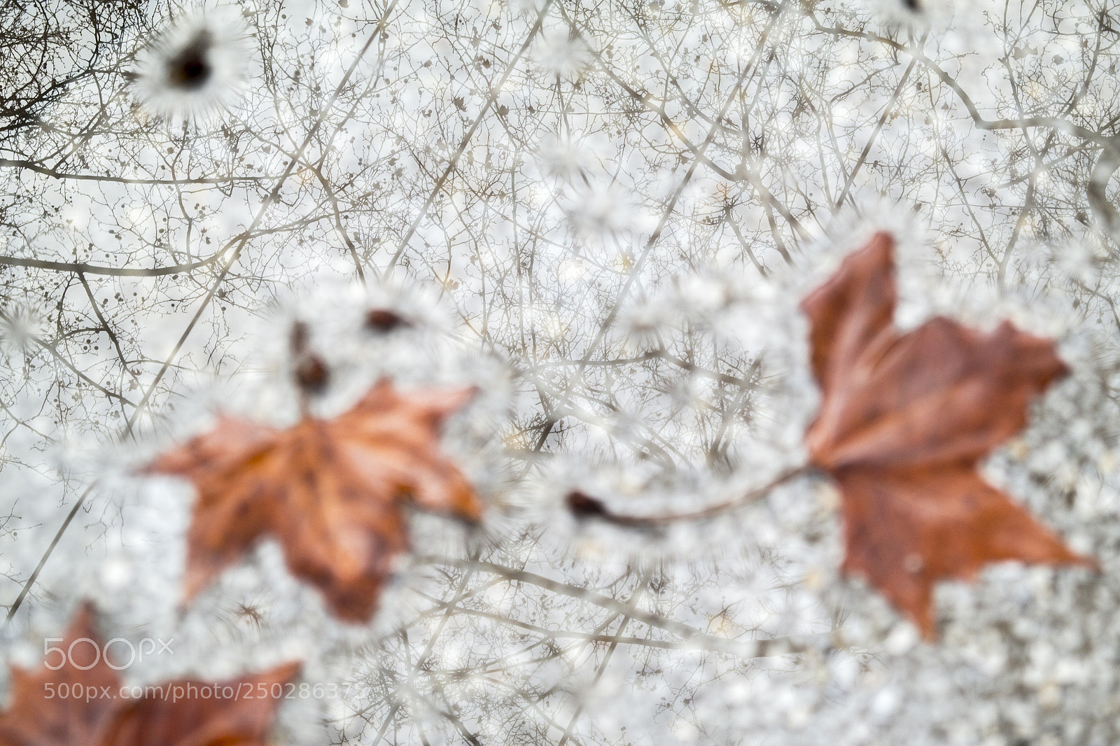 Samsung NX300 sample photo. 叶之流动 photography