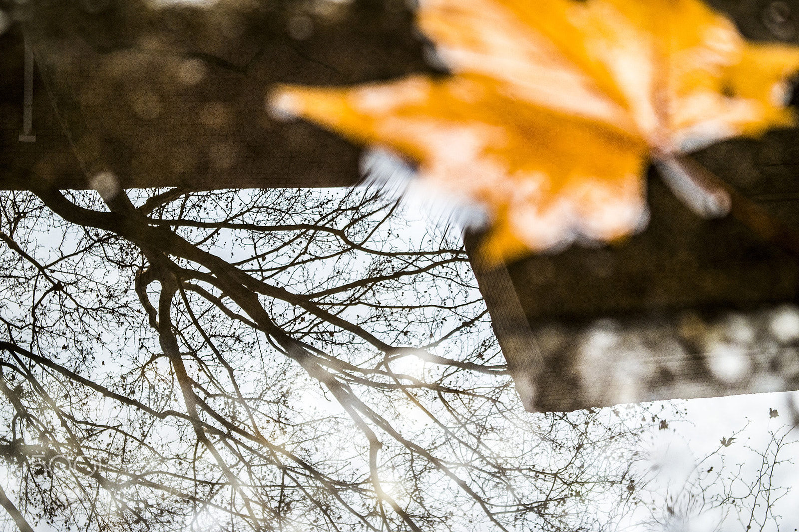 Samsung NX300 sample photo. 叶之流动之二 photography