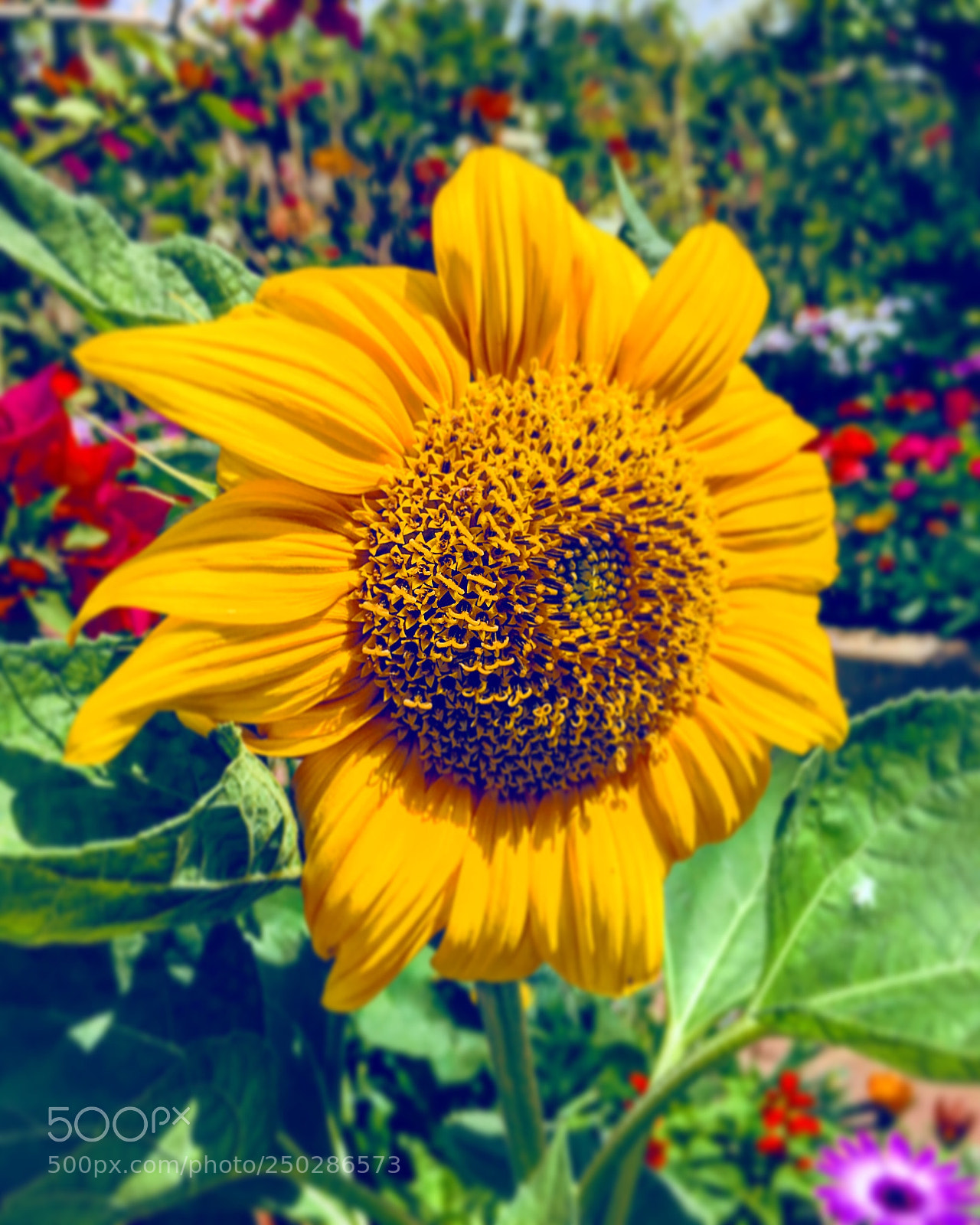 Apple iPhone 6s Plus sample photo. Untitled photography