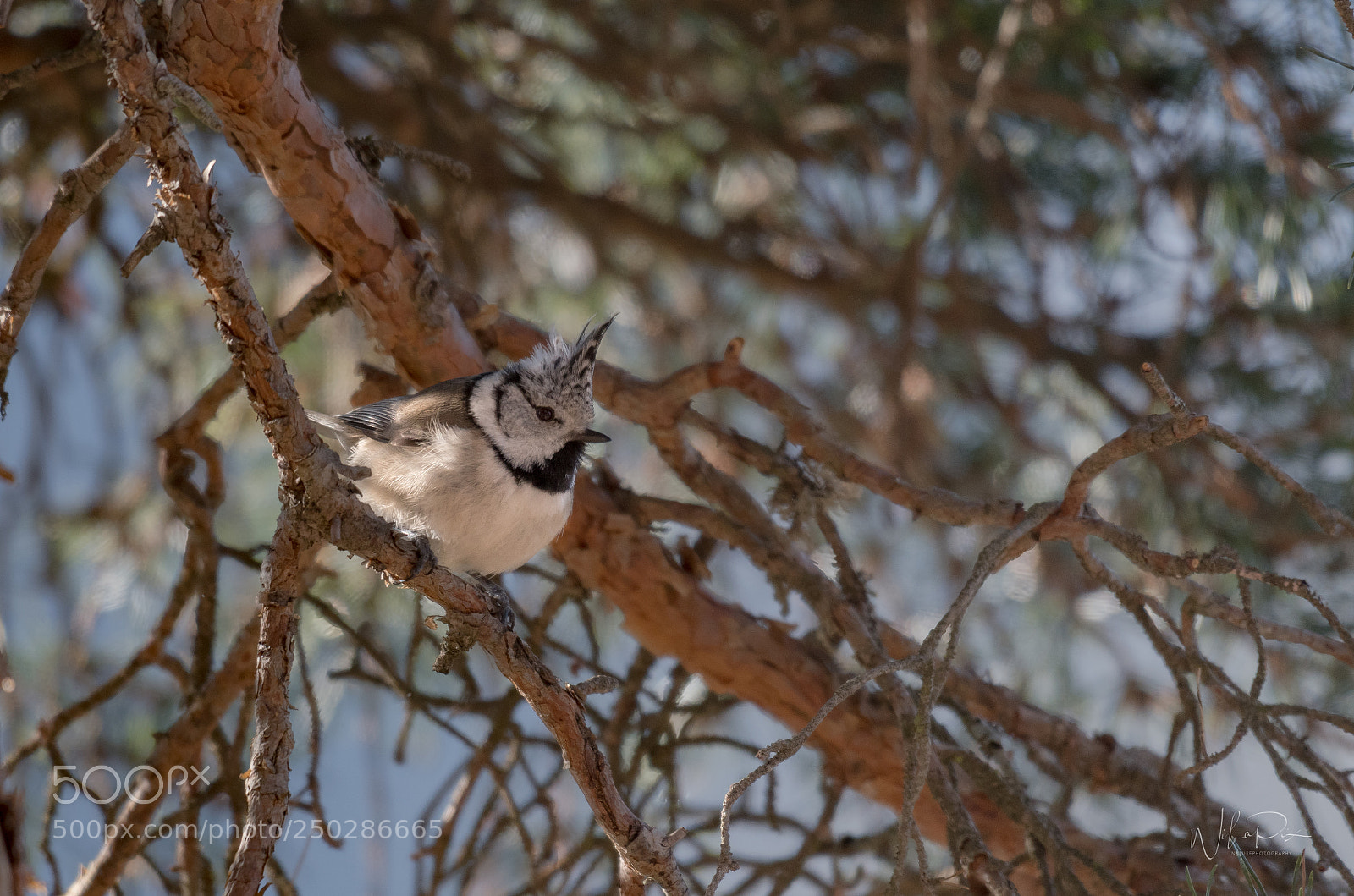 Nikon D500 sample photo. Sweet little bird photography