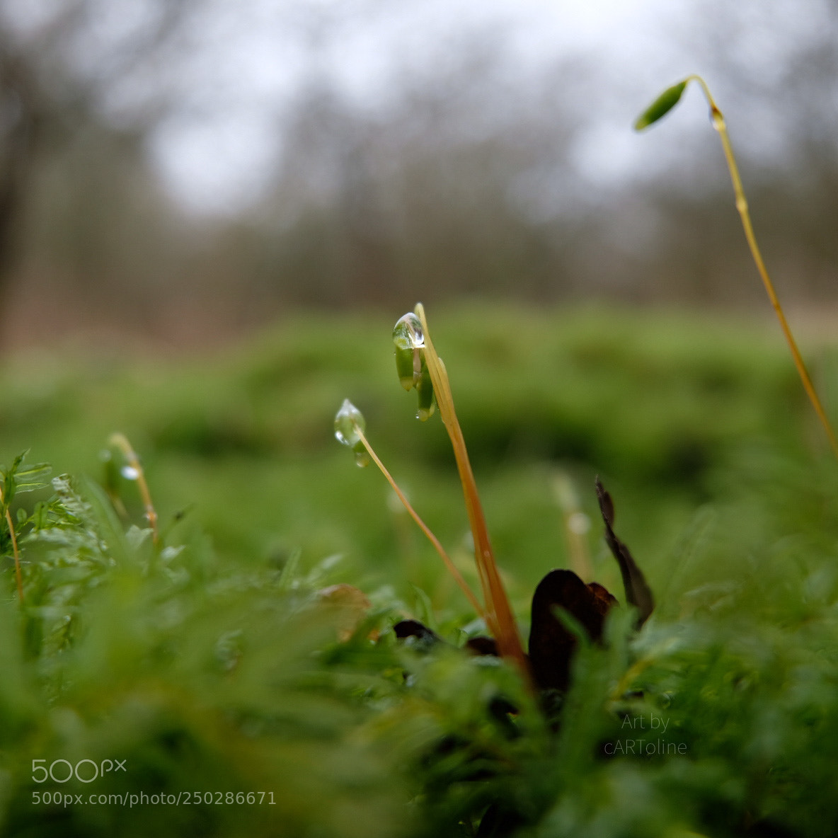 Fujifilm X-T20 sample photo. Moss drops photography