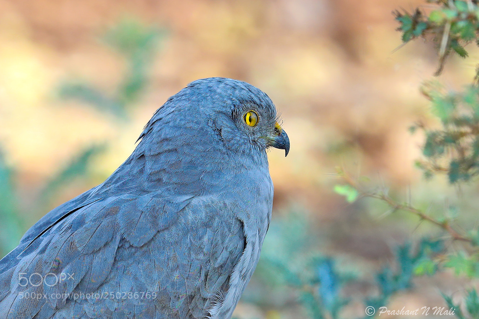 Canon EOS 5D Mark IV sample photo. Montagu's harrier photography