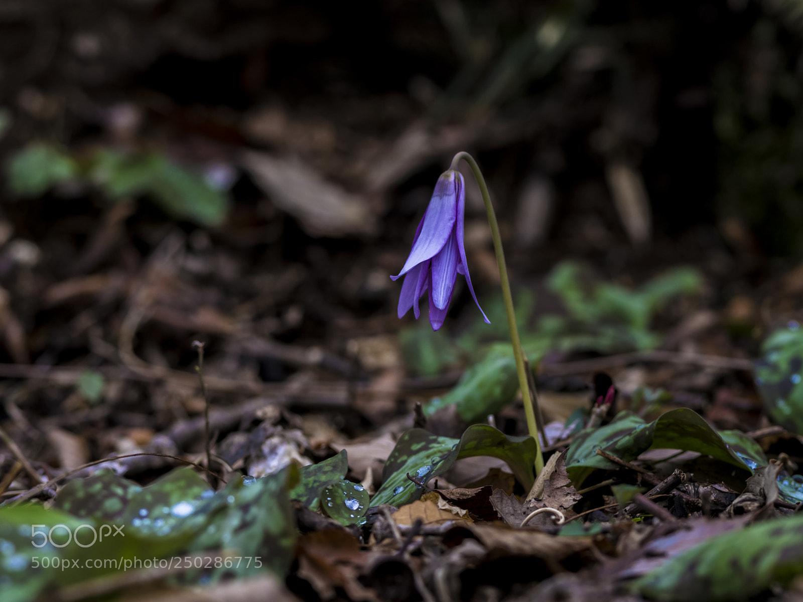 Pentax 645Z sample photo. Dogtooth violet photography