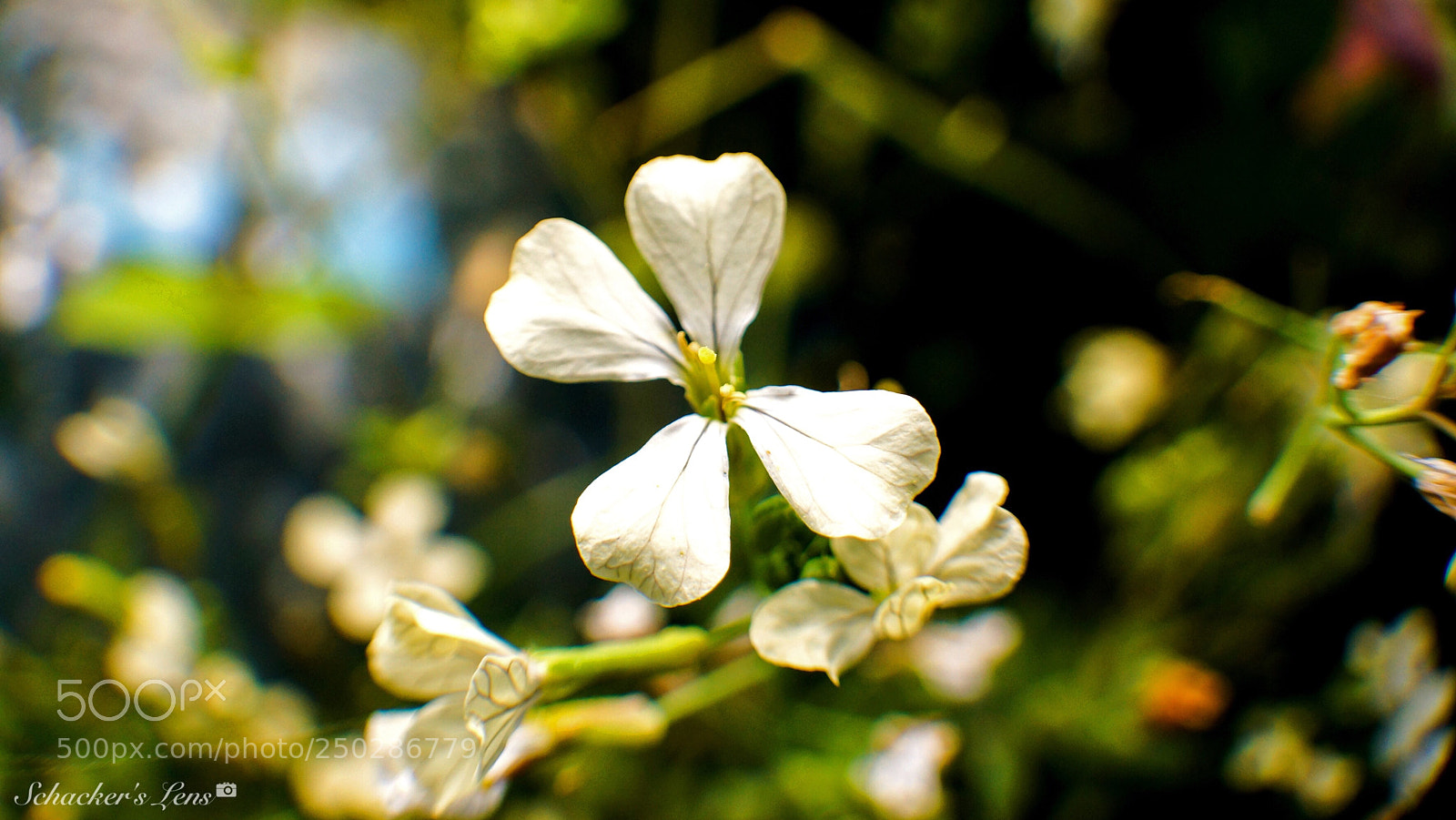 Sony SLT-A65 (SLT-A65V) sample photo. أزهار الربيع - 11 photography