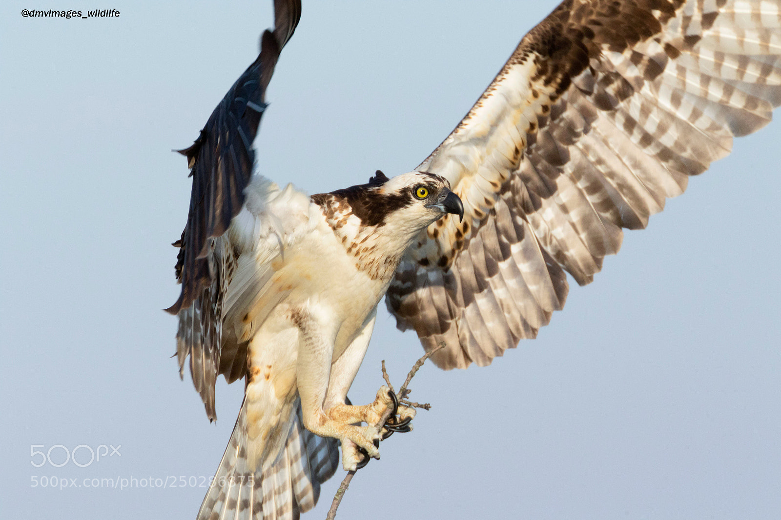 Canon EOS 7D Mark II sample photo. Osprey photography