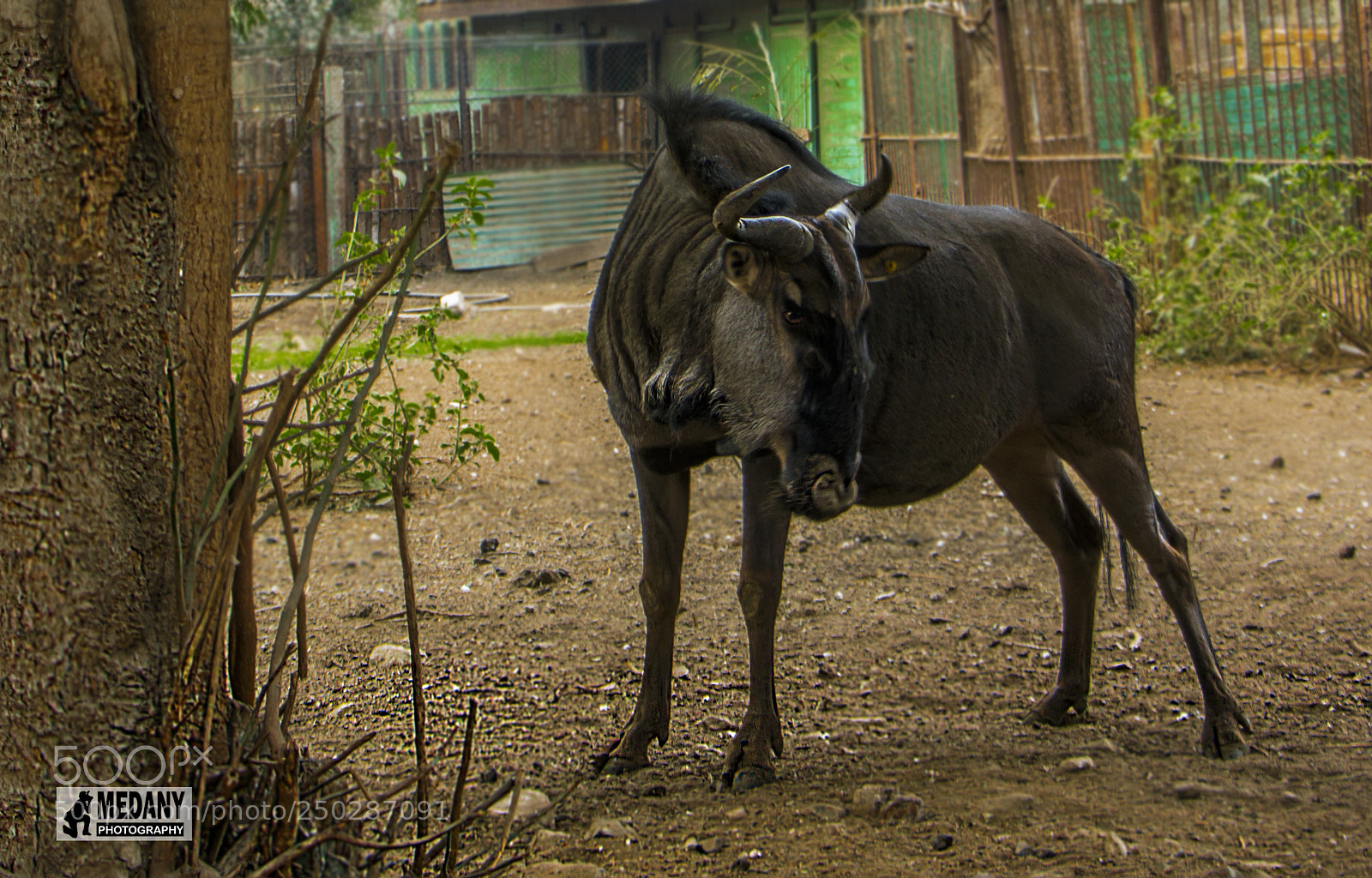 Canon EOS 700D (EOS Rebel T5i / EOS Kiss X7i) sample photo. Img photography
