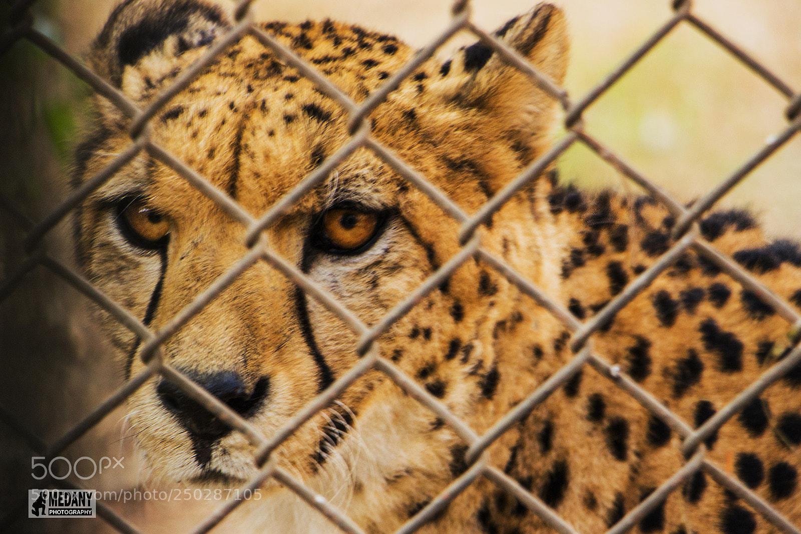 Canon EOS 700D (EOS Rebel T5i / EOS Kiss X7i) sample photo. Img photography