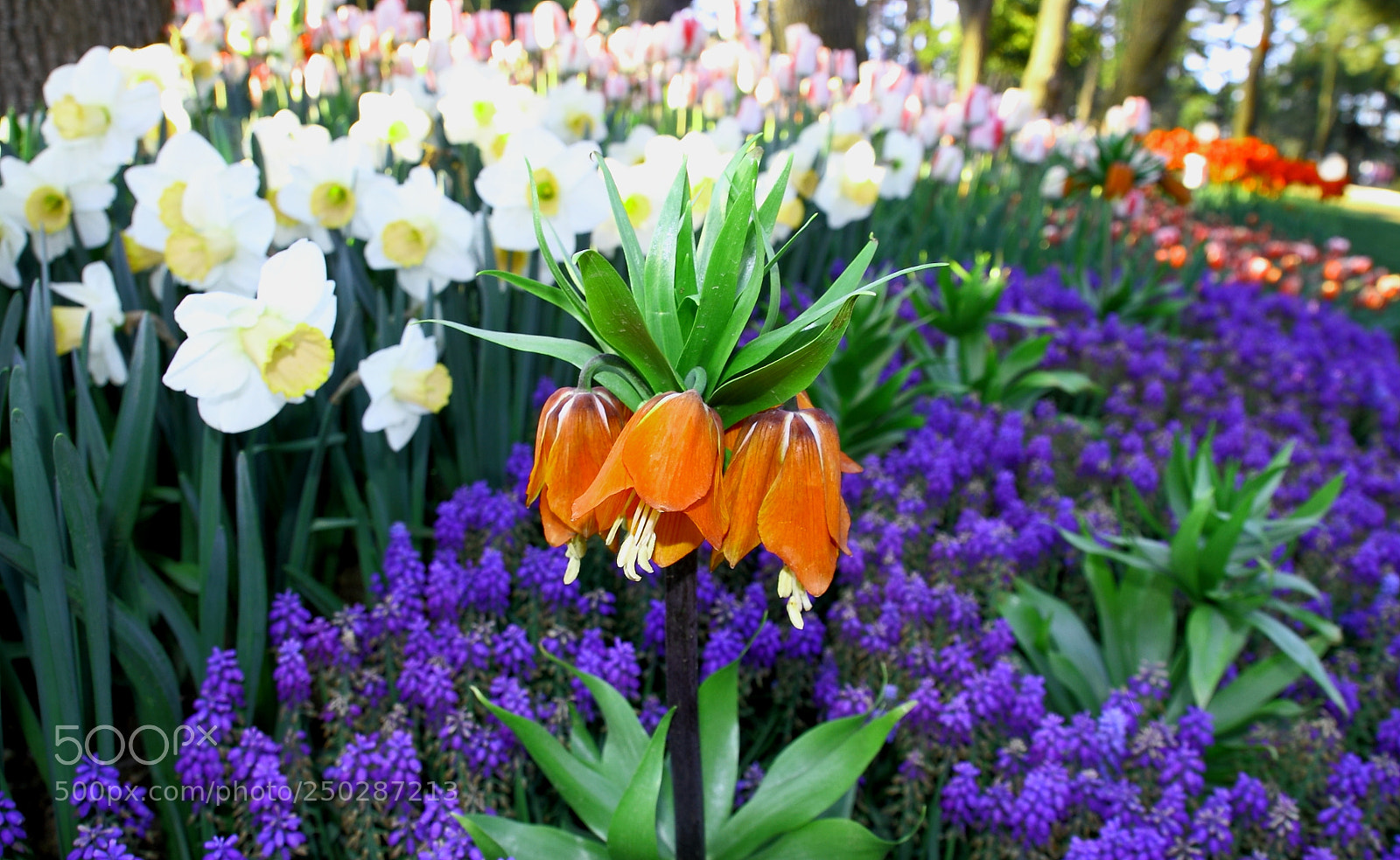 Canon EOS 7D sample photo. Red inverted tulip, fritillaria photography