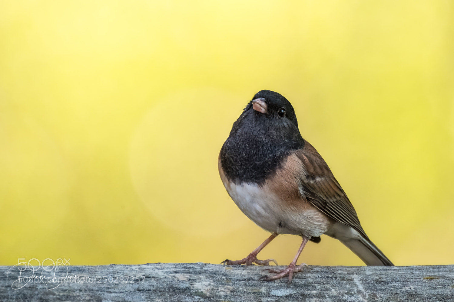 Fujifilm X-T2 sample photo. Dark-eyed junco photography