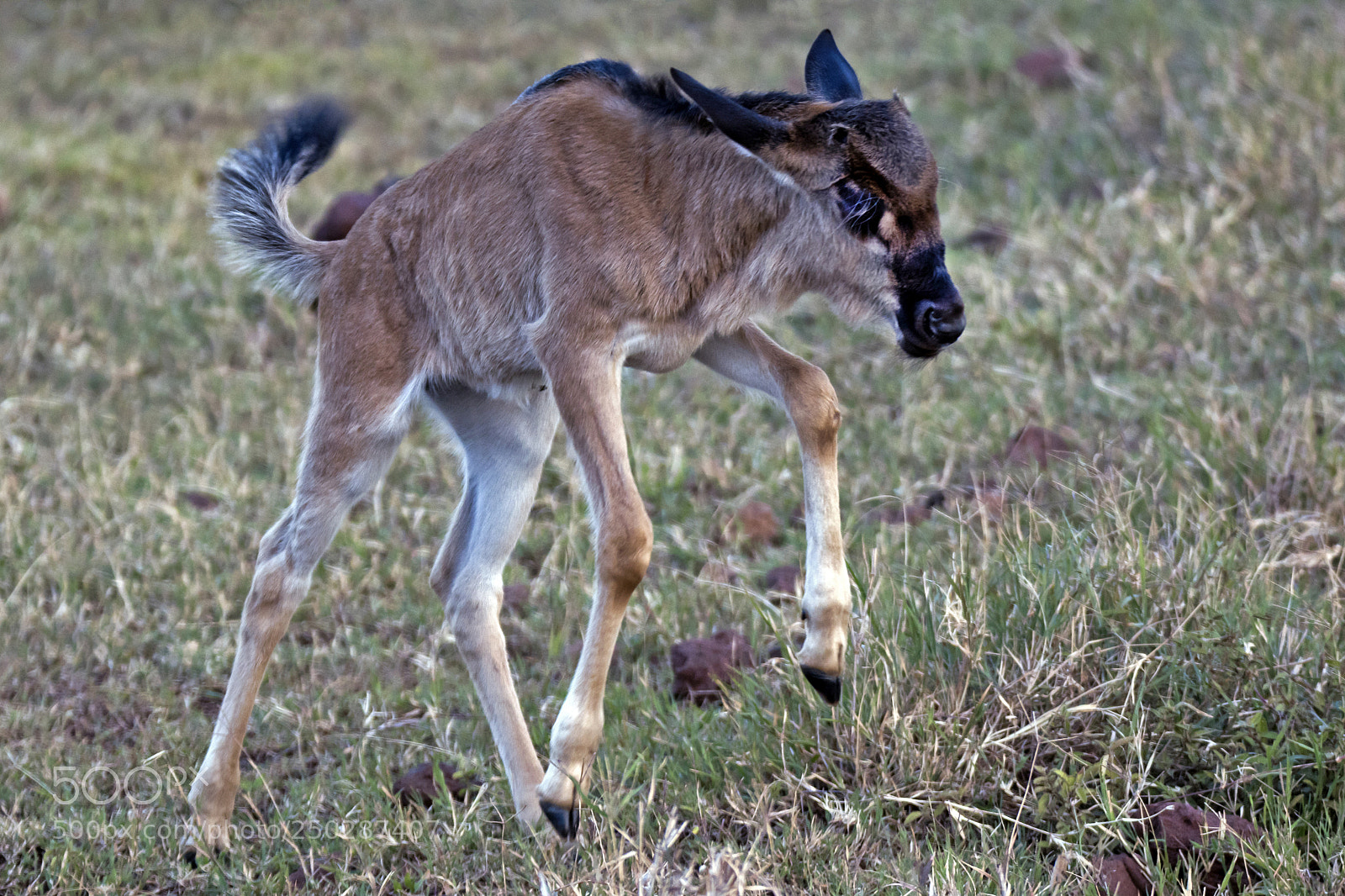 Nikon D500 sample photo. Ngorongoro young wildebeast photography