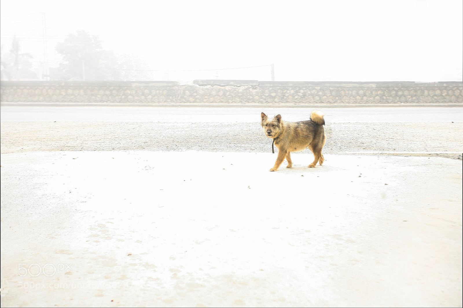 Canon EOS 5D sample photo. Dog is pregnant on photography