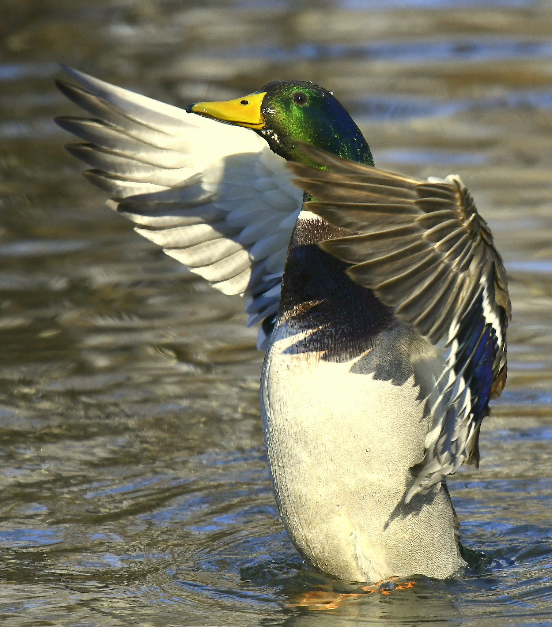 Nikon D500 + Nikon Nikkor AF-S 300mm F4E PF ED VR sample photo. Who wants a hug...? photography