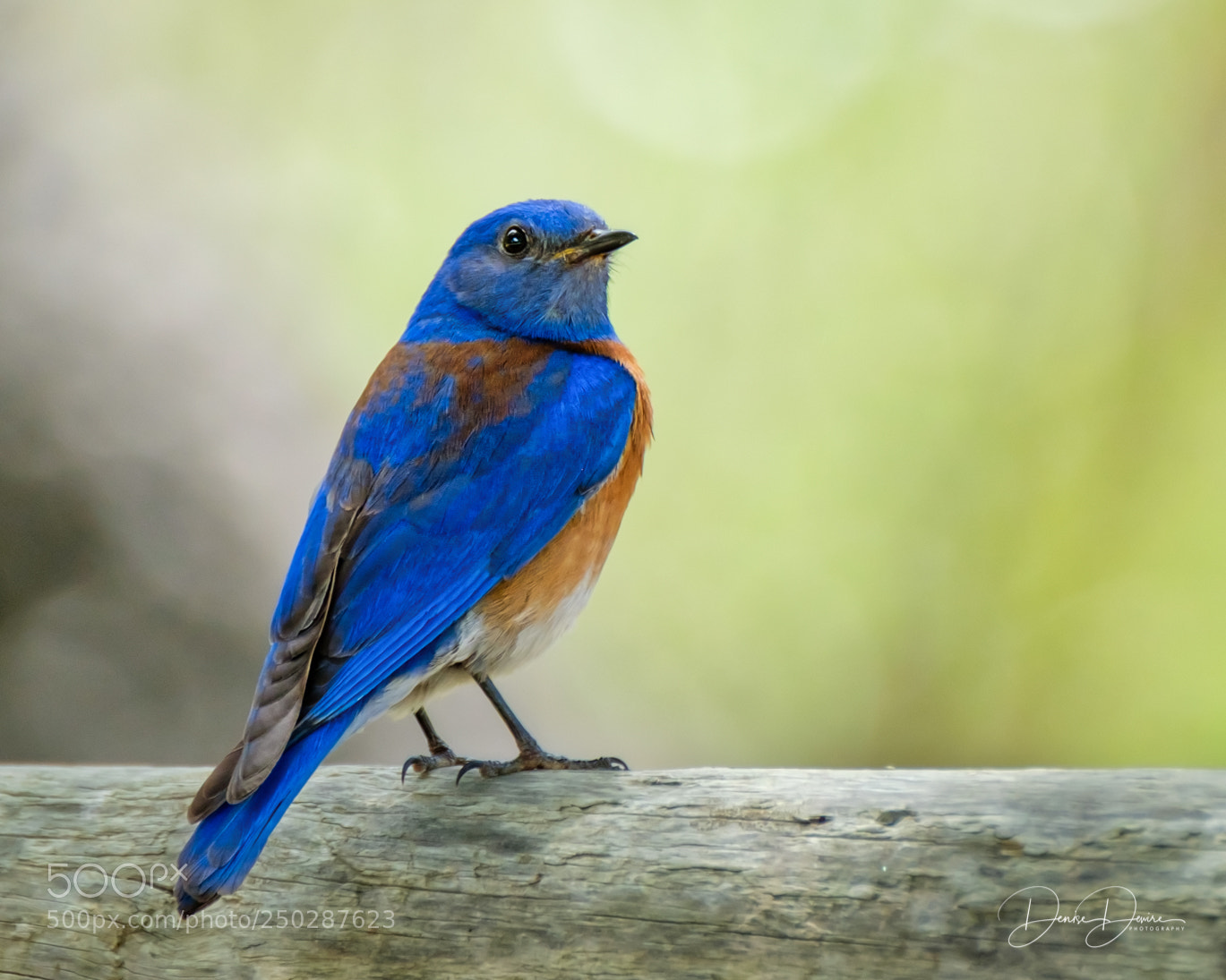 Fujifilm X-T2 sample photo. Western bluebird photography