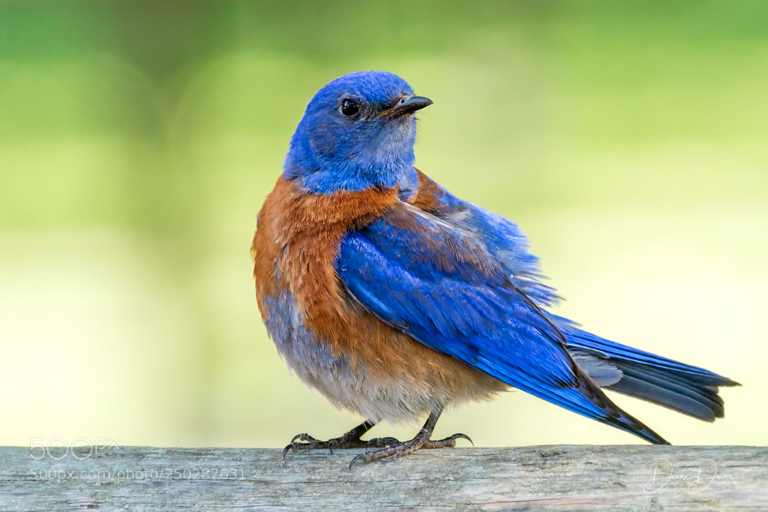 Fujifilm X-T2 sample photo. Western bluebird photography