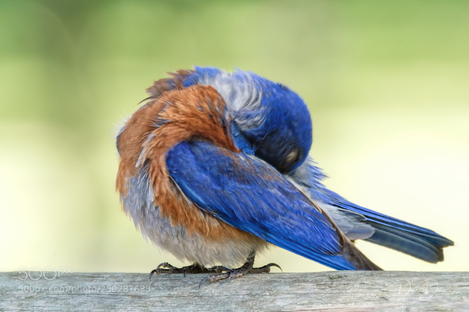 Fujifilm X-T2 sample photo. Western bluebird photography