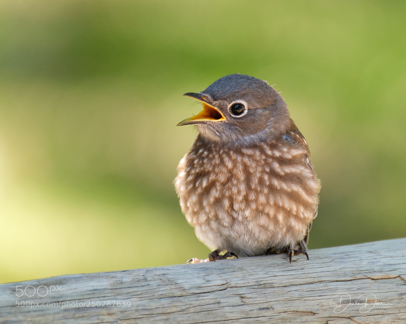 Fujifilm X-T2 sample photo. Western bluebird photography
