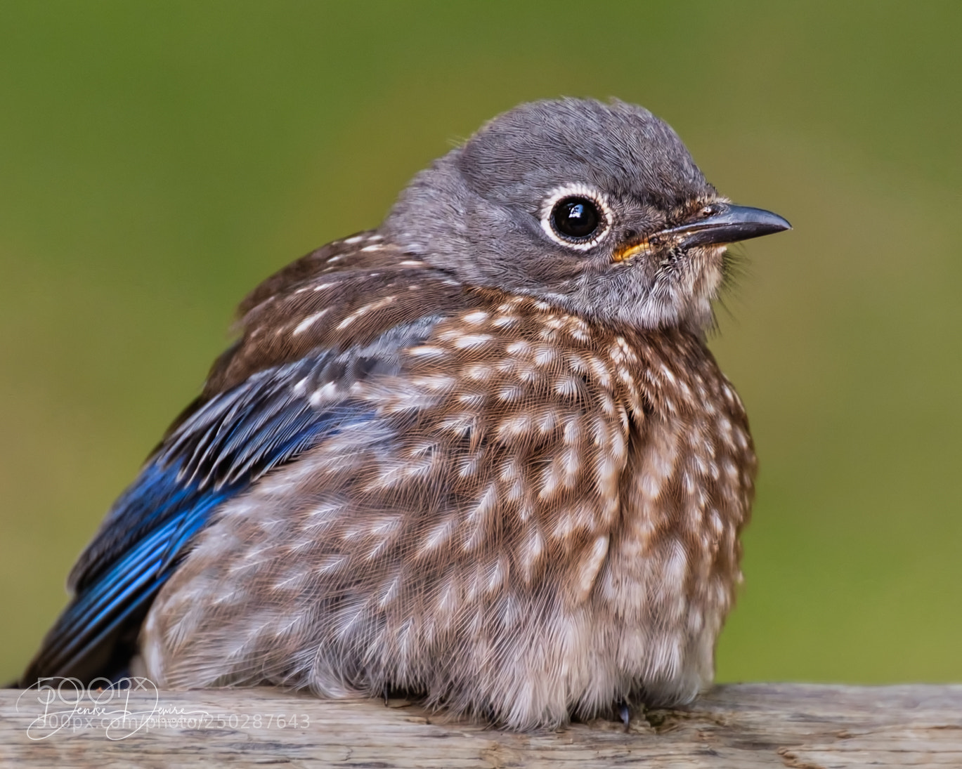 Fujifilm X-T2 sample photo. Western bluebird photography