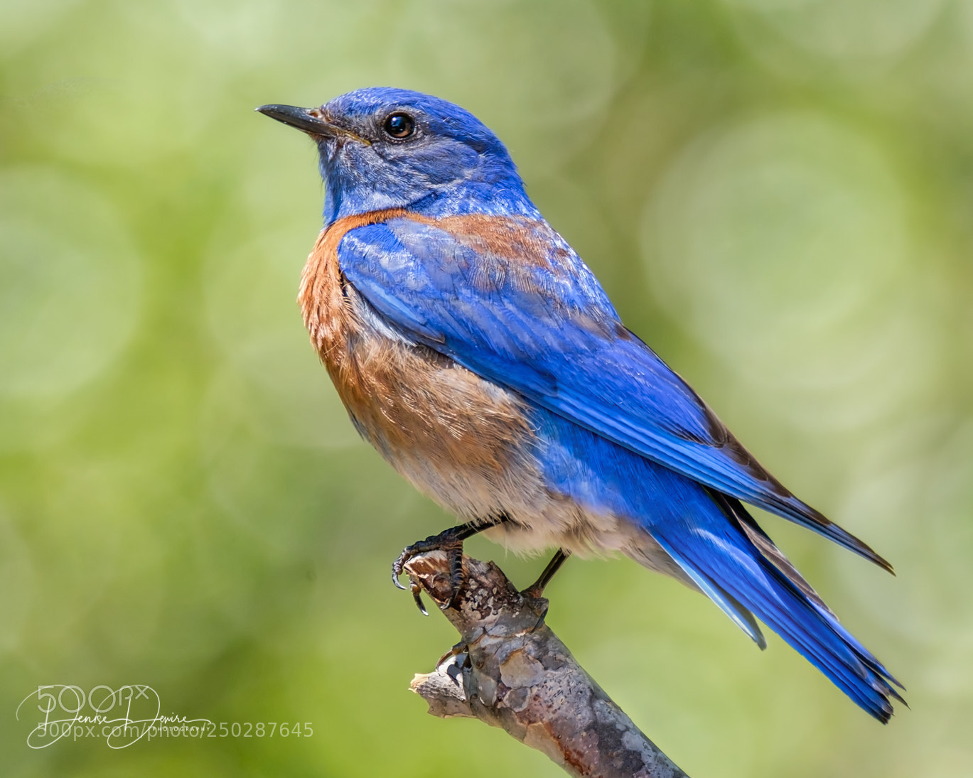 Fujifilm X-T2 sample photo. Western bluebird photography