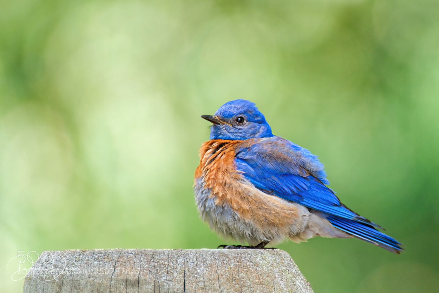 Fujifilm X-T2 sample photo. Western bluebird photography