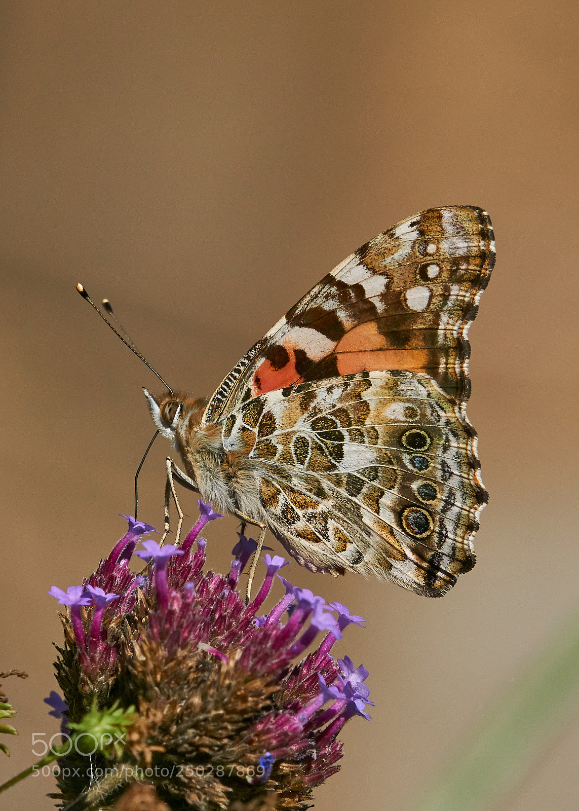 Sony a6000 sample photo. Painted lady photography