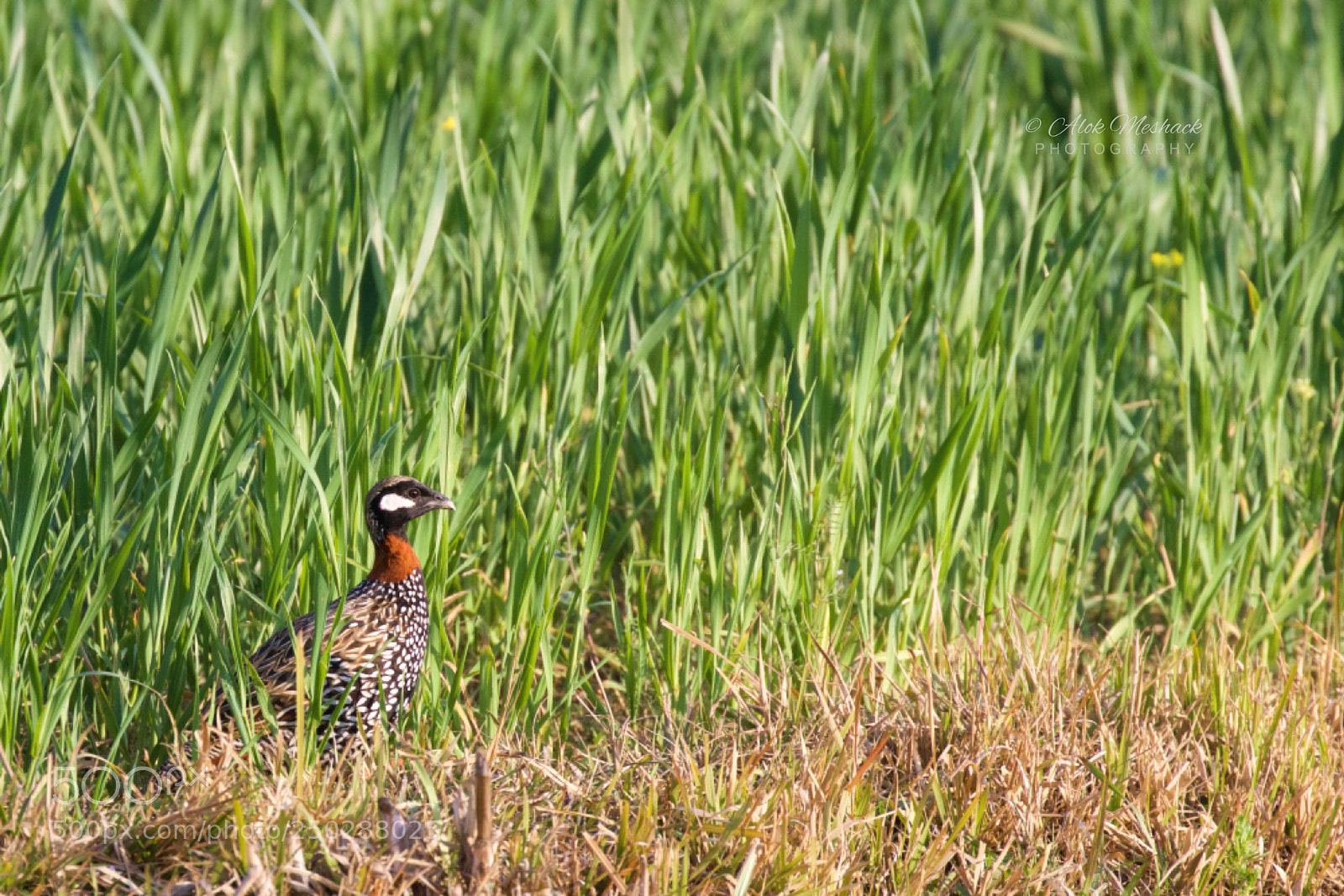 Canon EOS 80D sample photo. Black francolin photography