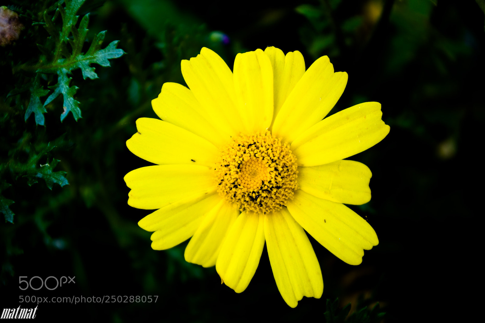 Pentax K-S2 sample photo. Daisy photography