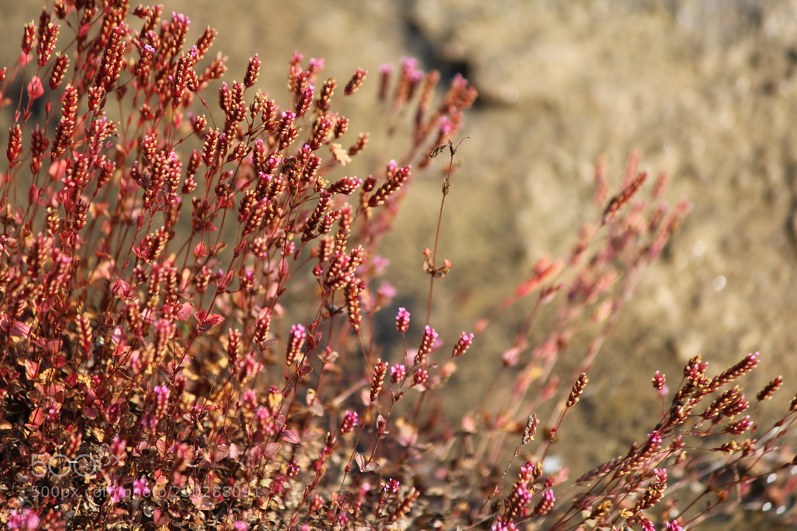 Canon EF-S 55-250mm F4-5.6 IS II sample photo. Wildflower photography