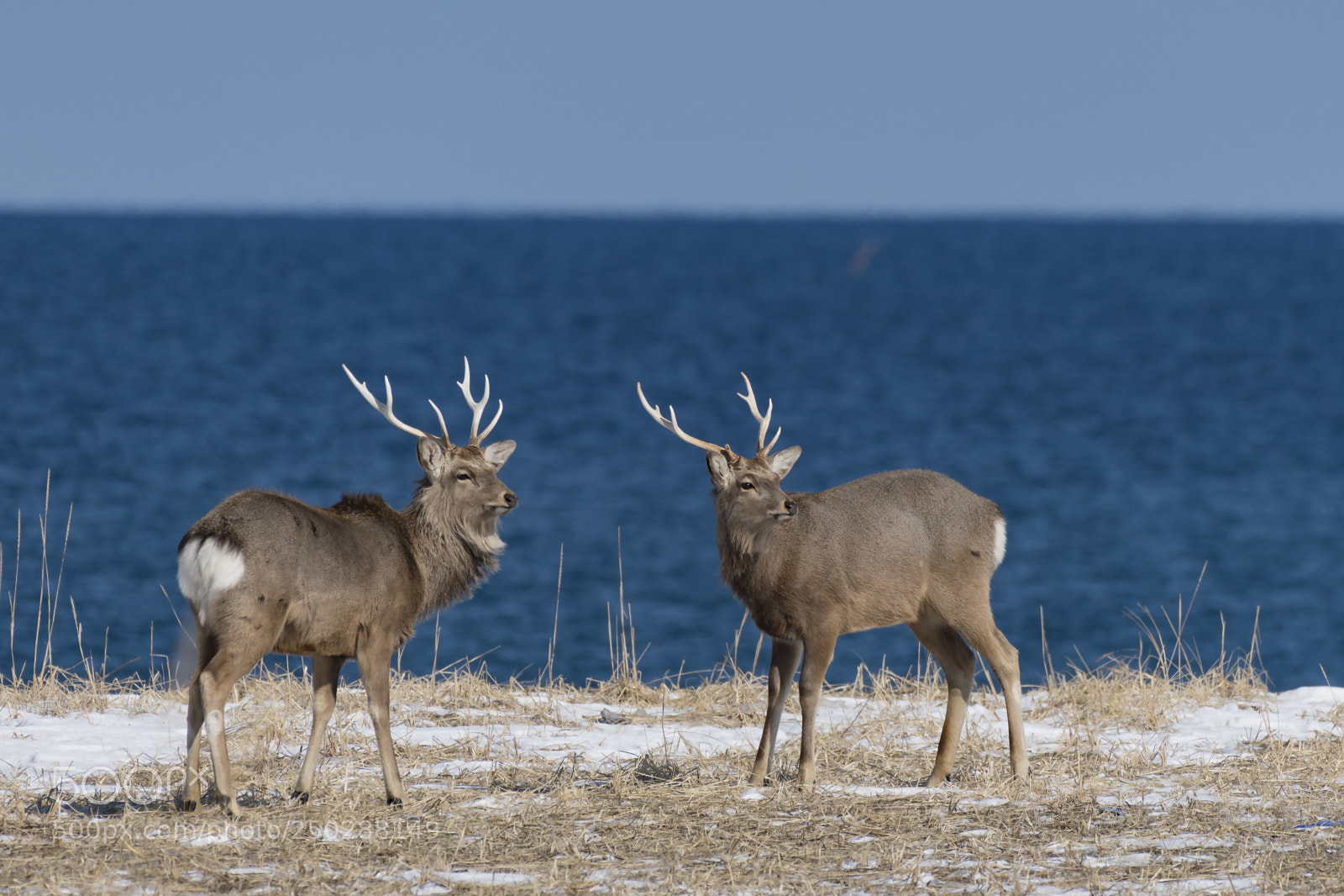 Nikon D850 sample photo. Hokkaido deer  蝦夷鹿 photography