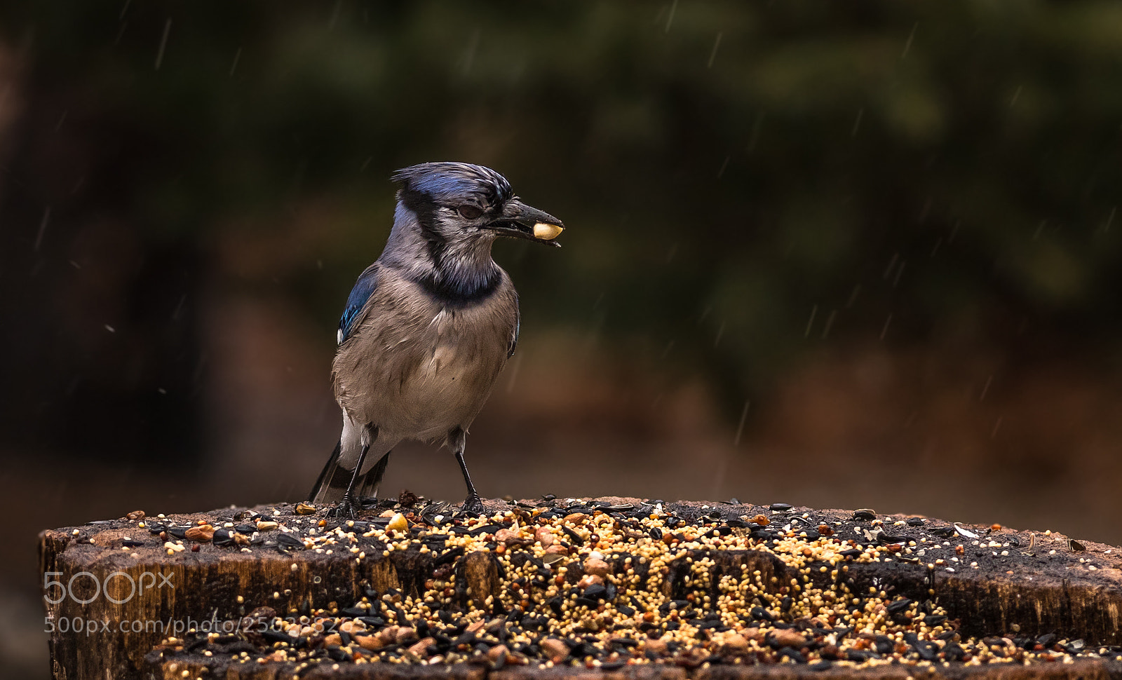 Nikon D500 sample photo. Blue jay in spring photography