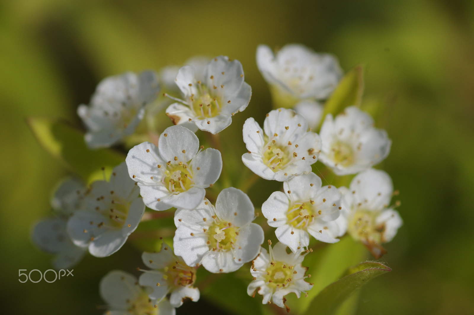 Pentax K-3 II sample photo. White wildflower photography