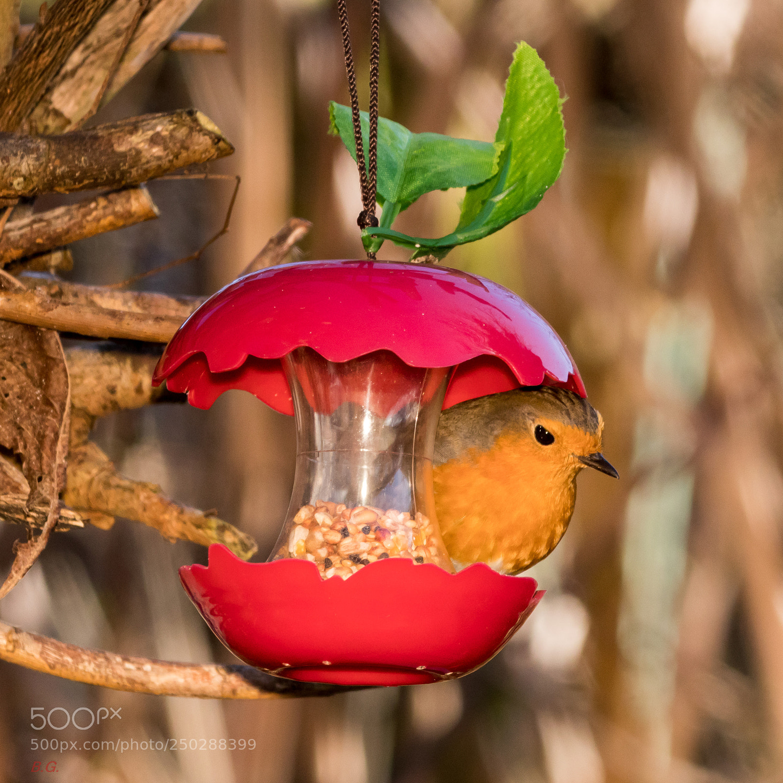 Canon EOS 80D sample photo. Red robin photography