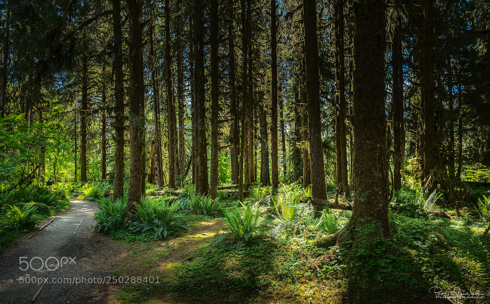 Sony a7R II sample photo. Forest photography