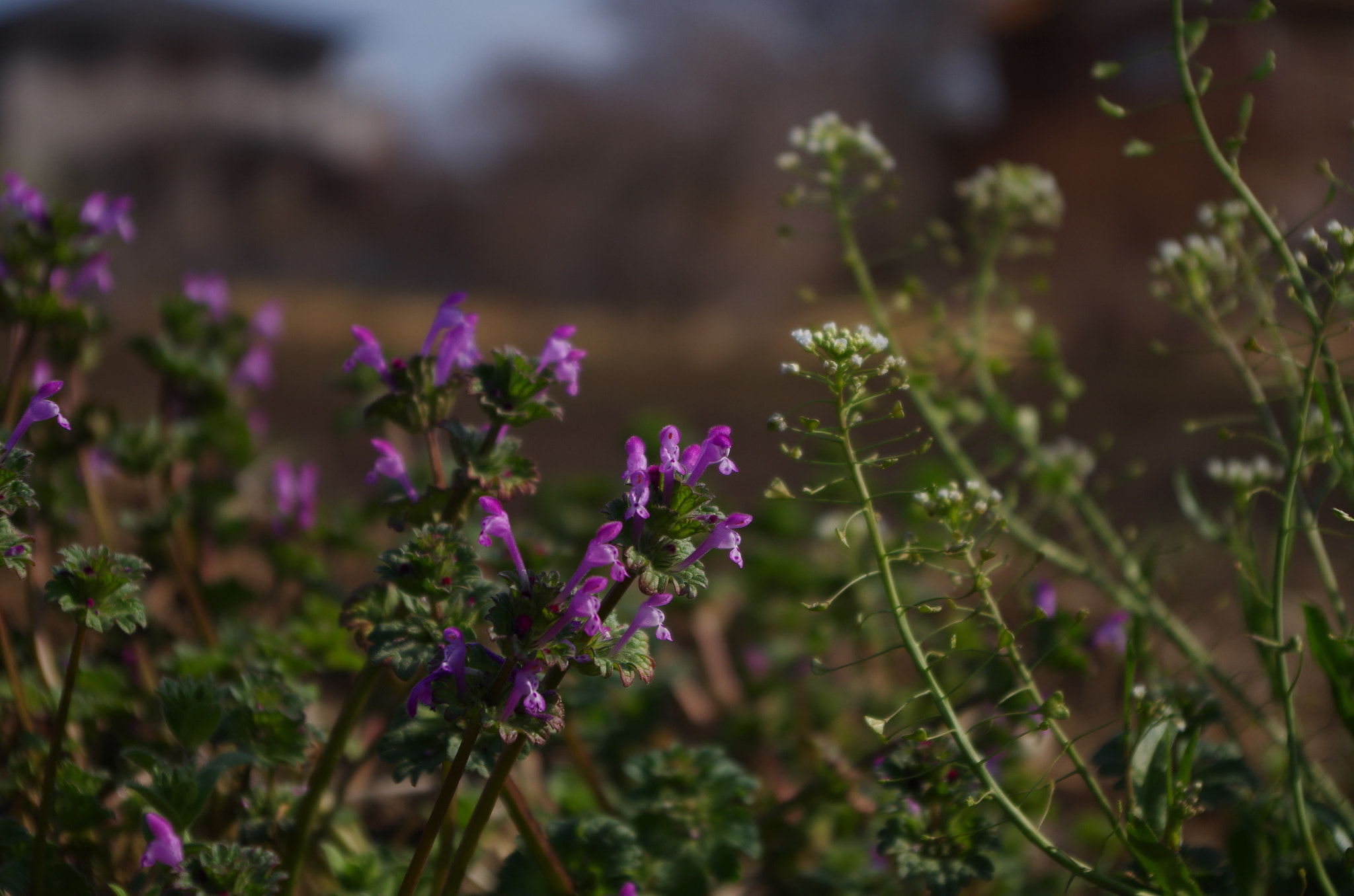 smc PENTAX-DA L 18-55mm F3.5-5.6 sample photo. Trivial there・・・・ photography