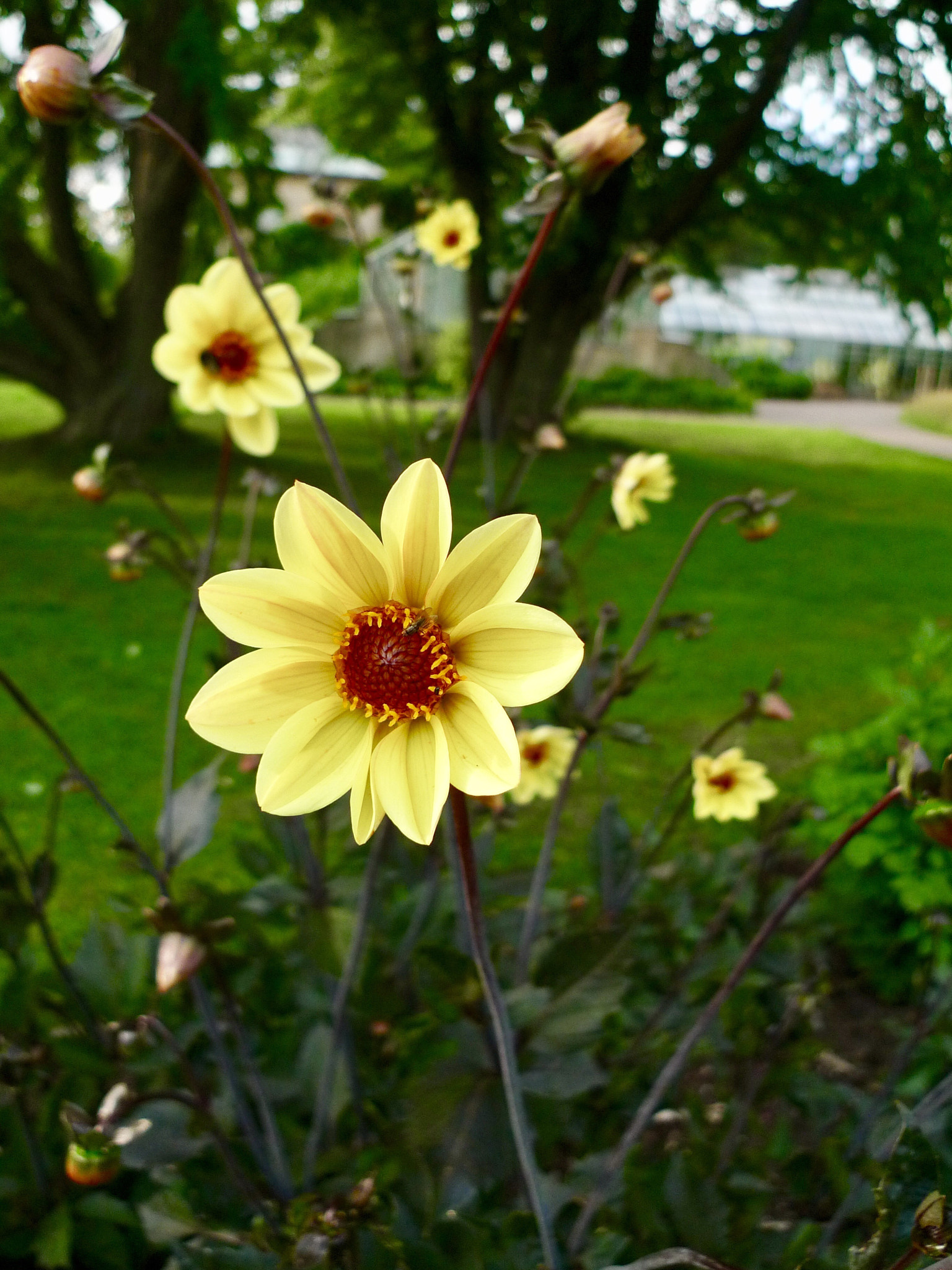 Panasonic Lumix DMC-LX3 sample photo. Some flowers in lund, sweden  photography