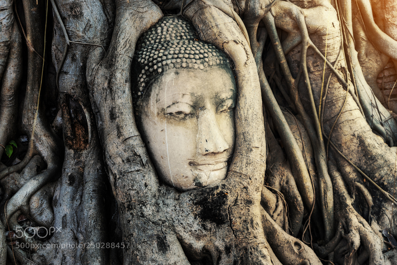 Sony a7 sample photo. Buddha head statue with photography